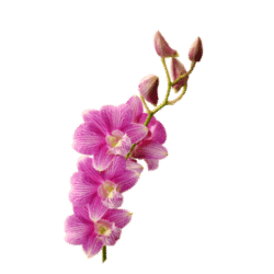 Orchid