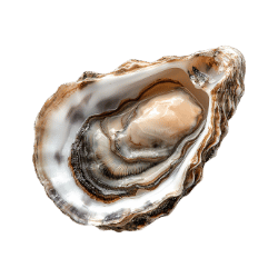 Oyster