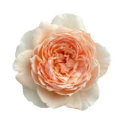 Peach Rose