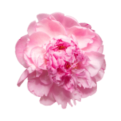 Peony
