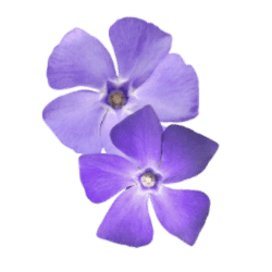 Periwinkle