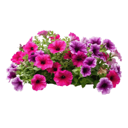 Petunia