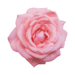 Pink Rose