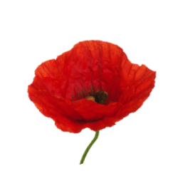 Poppy