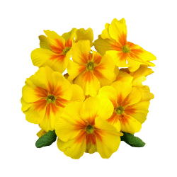 Primrose