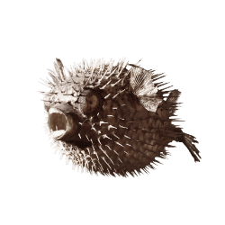 Pufferfish