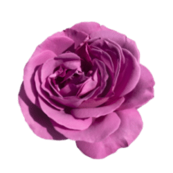 Purple-Rose