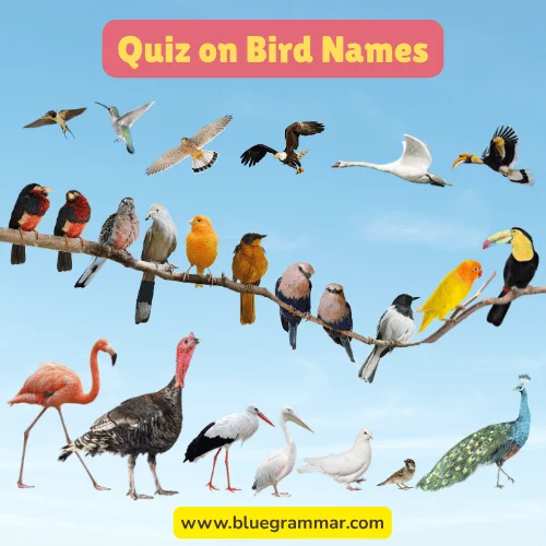 Quiz on Bird Names