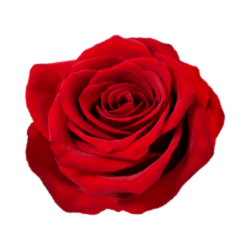Red Rose