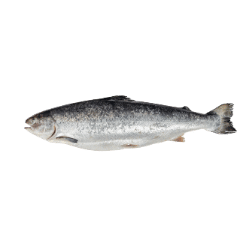 Salmon