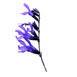 Salvia