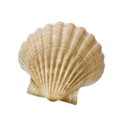 Scallop
