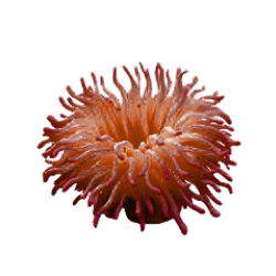 Sea Anemone