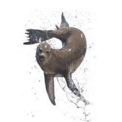 Sea Lion