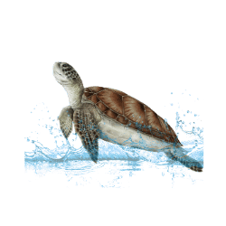 Sea Turtle