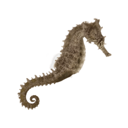 Seahorse