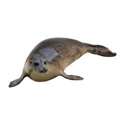 Seal