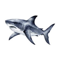 Shark