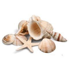 Shells
