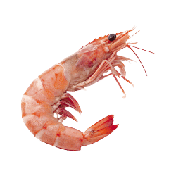 Shrimp