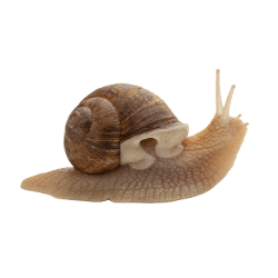 Snail