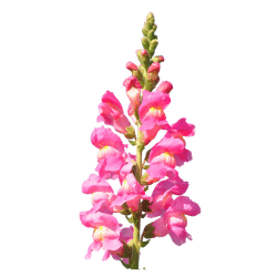 Snapdragon
