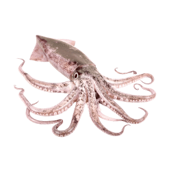 Squid