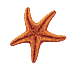 Star Fish