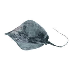 Stingray