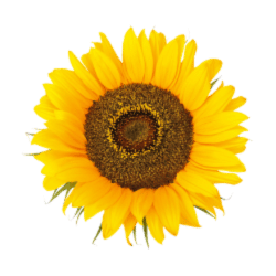Sun Flower