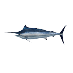 Swordfish