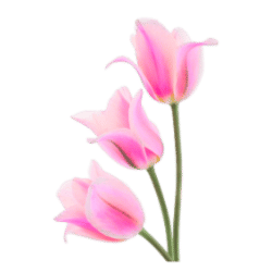 Tulip