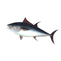 Tuna