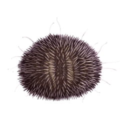 Urchin