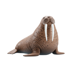 Walrus