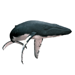 Whale