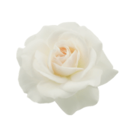 White Rose