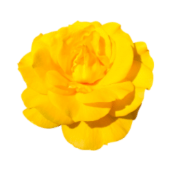 Yellow Rose