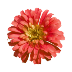 Zinnia