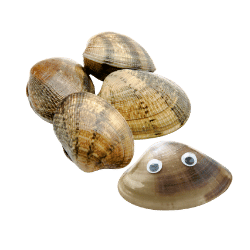 Clams