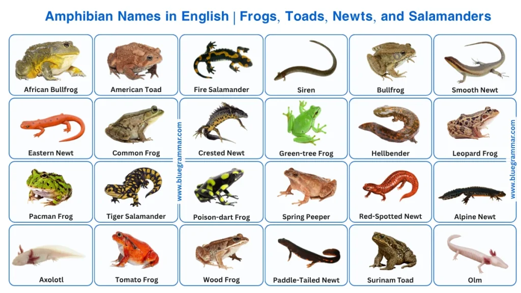 Amphibian Names in English Frogs, Toads, Newts, and Salamanders