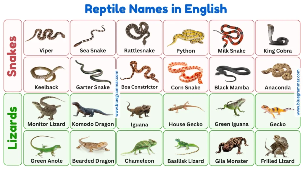 Common Snake and Lizard Names in English