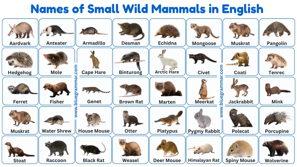 Names of Small Wild Mammals in English